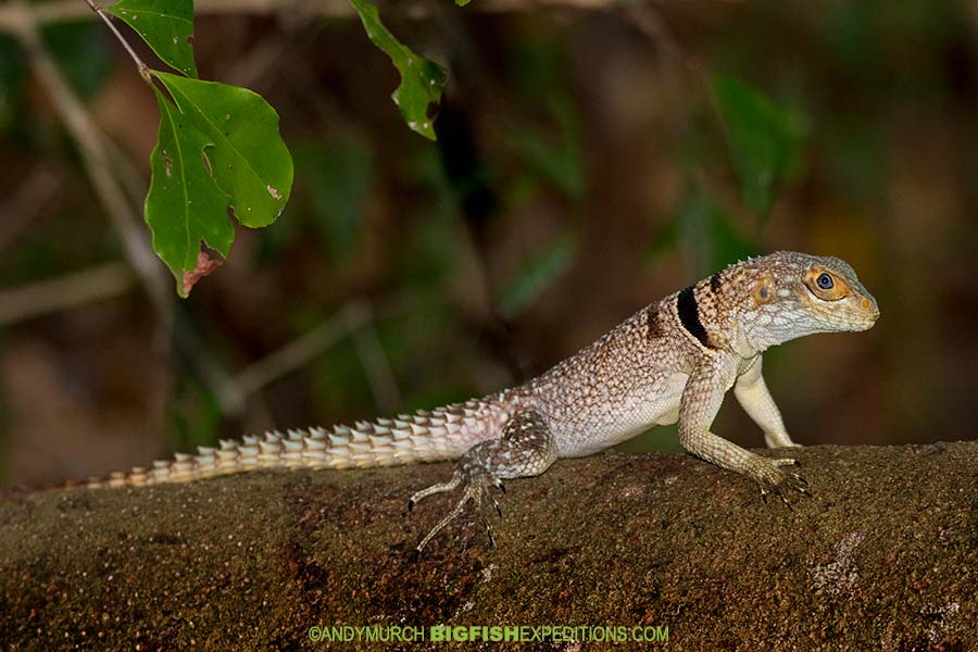 Malagasy Spiny-tailed Iguana