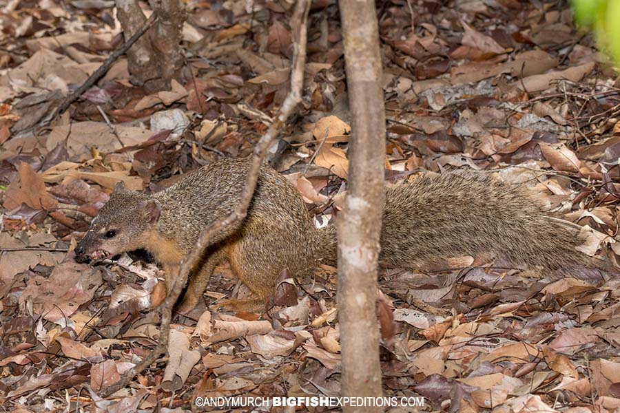 Narrow-lined Mongoose