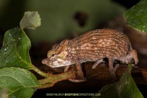 Nose-horned Chameleon