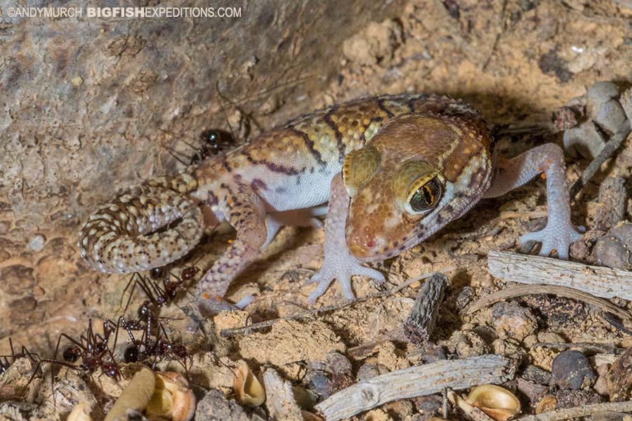 Ocelot Big-headed Gecko