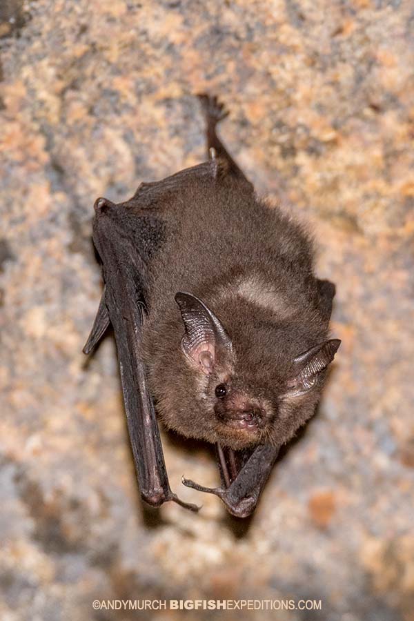 Pipistrelle sp.