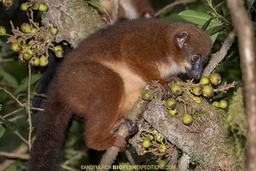 Red-bellied Lemur