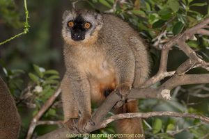 Rufus Grey Lemur - Eulemur rufus