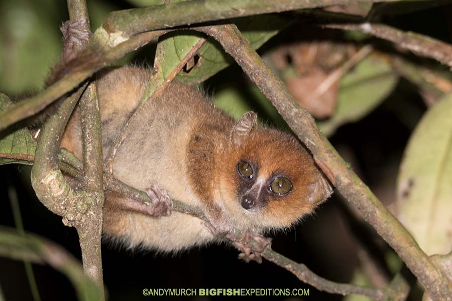 Rufous Mouse Lemur
