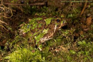 Spiny Narrow-mouthed Frog
