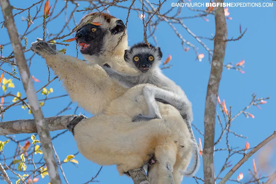 Verreaux's Sifaka