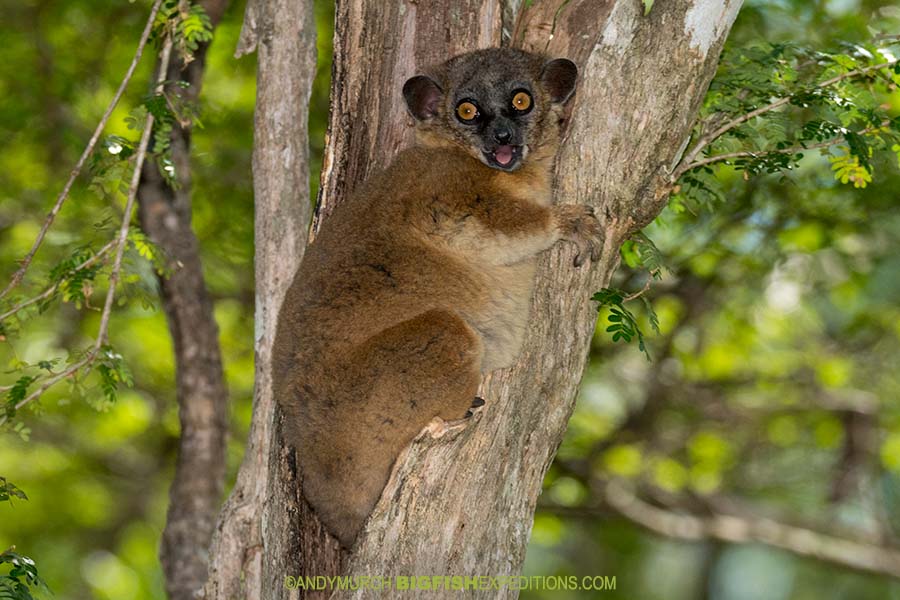 Zombitse Sportive Lemur on a Madagascar Wildlife Photography Adventure.