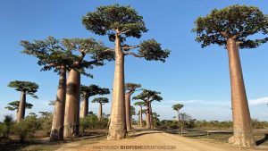 Avenue of the Baobabs