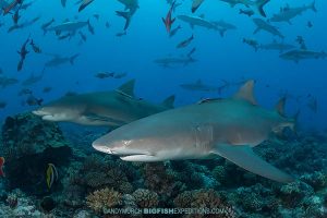 Sharptooth Lemon Sharks diving in French Polynesia