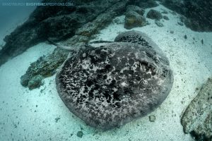 Diving with big stingrays in French Polynesia.