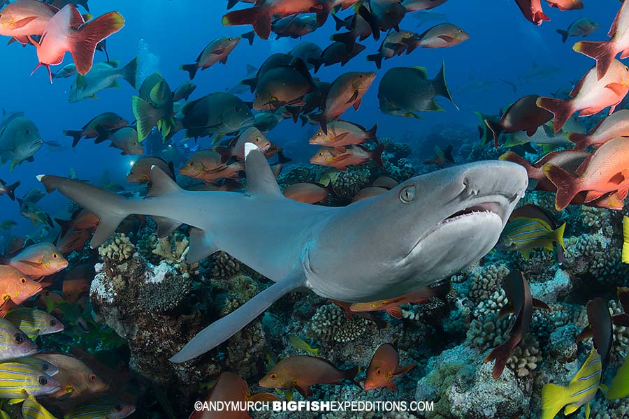 Diving with melon-headed whales, mantas, and sharks in Nuku Hiva, French Polynesia.