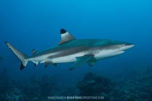 Diving with sharks in the Marquise Islands