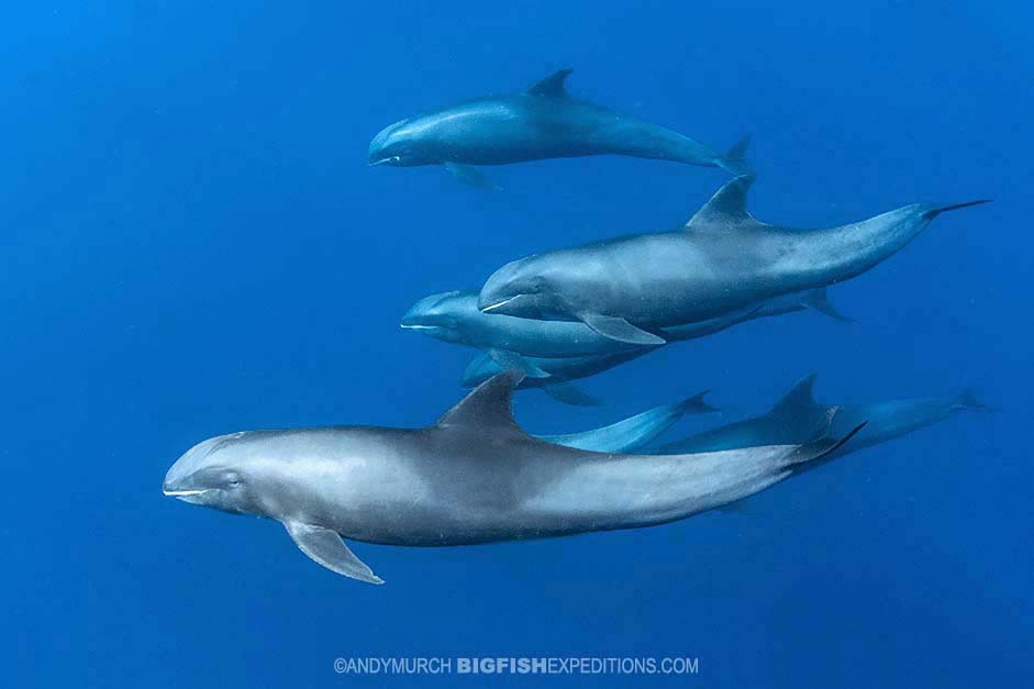 Diving with melon-headed whales in Nuku Hiva.