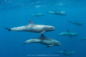 Snorkeling with melon-headed whales in French Polynesia