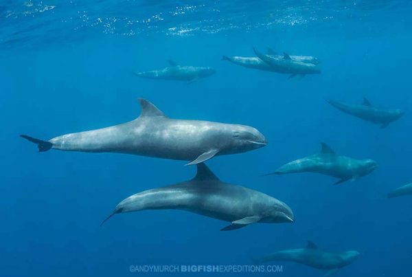 Snorkeling with melon-headed whales in French Polynesia