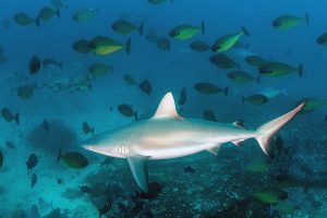 Grey Reef Shark diving