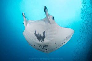 Reef Manta diving in French Polynesia.