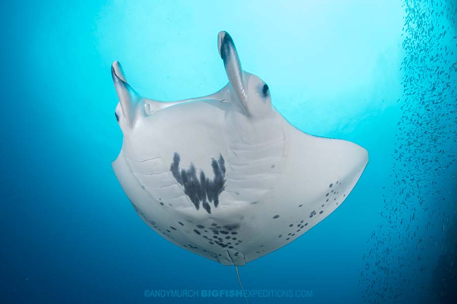 Reef Manta diving in French Polynesia.