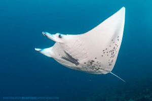 Manta Ray diving in French Polynesia