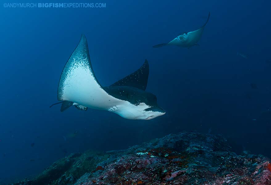 Diving with eagle rays in French Polynesia.