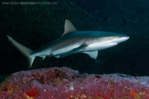 Diving the Shark Cave in Nuku Hiva