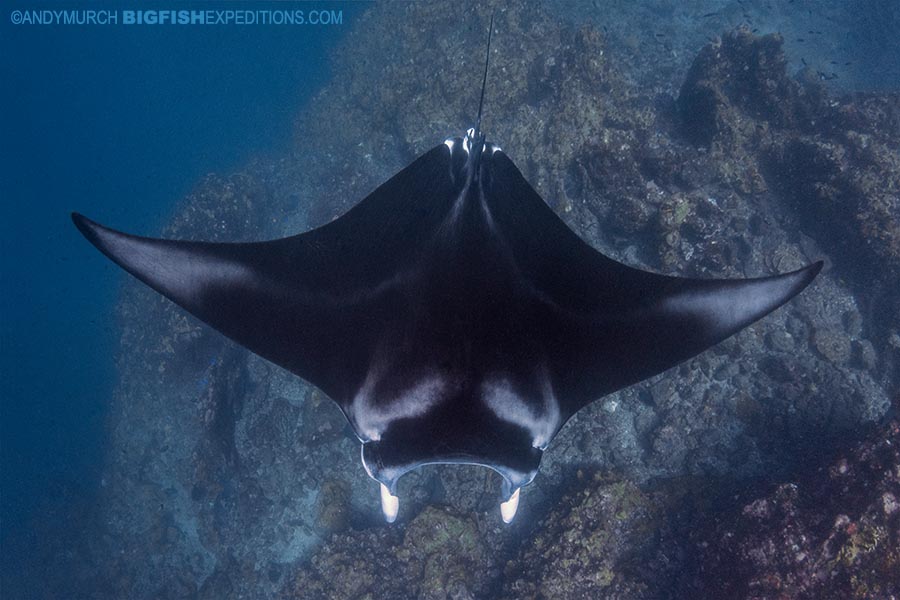 Manta diving in Nuku Hiva