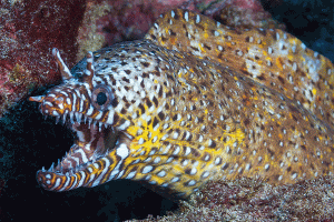 Scuba Diving in Nuku Hiva