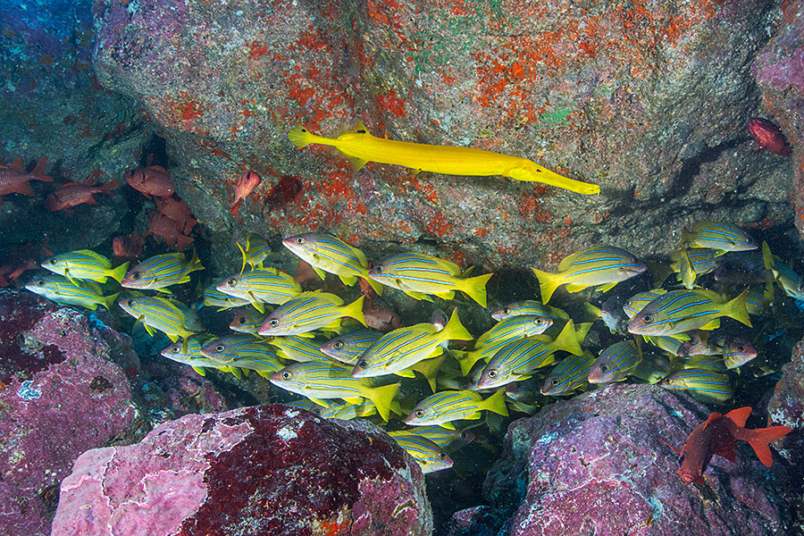 Reef diving French Polynesia.