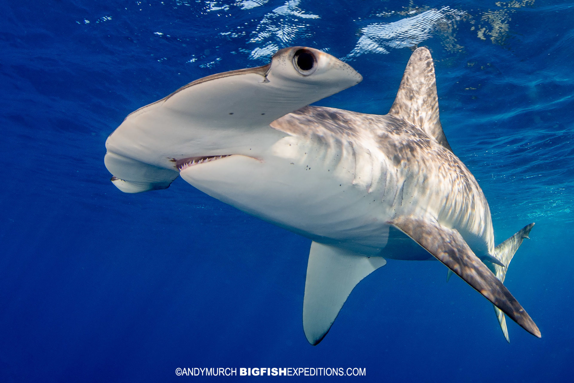 Snorkeling with Smooth Hammerhead Sharks in Mexico.