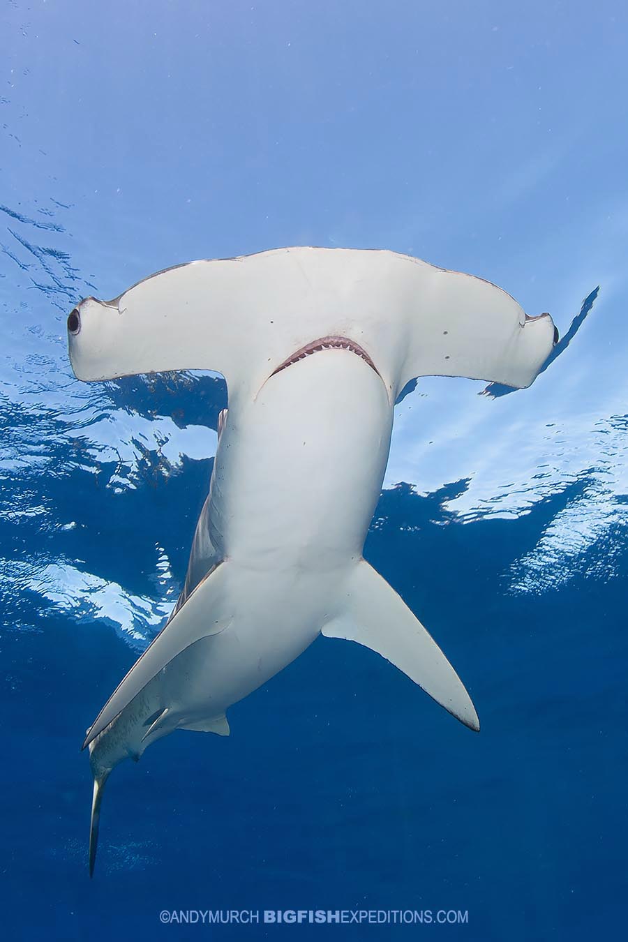 Smooth Hammerhead Diving