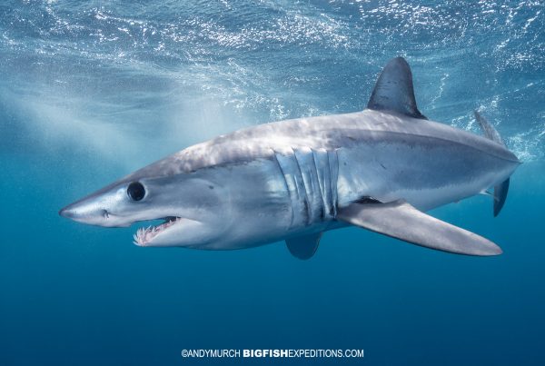 Snorkeling with Mako Sharks in Mexico.