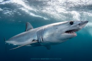 Snorkeling with makos and blue sharks.