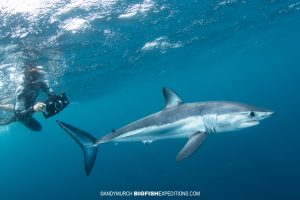 Snorkeling with makos and blue sharks.