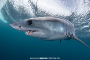 Snorkeling with makos and blue sharks.