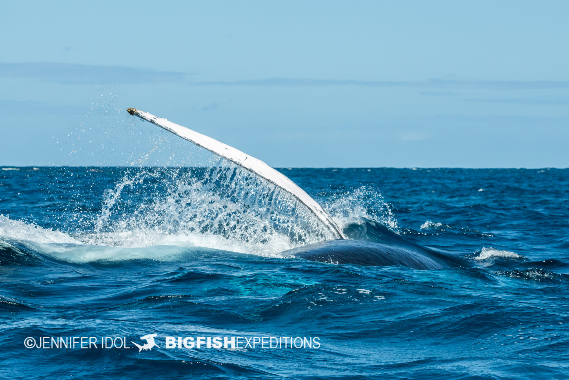 Pectoral fin slapping with humpback whale
