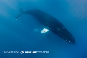 male humpback whale