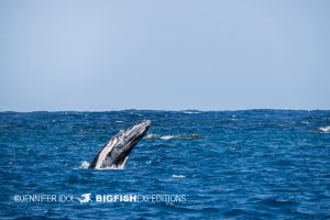 humpback whale calf breaching