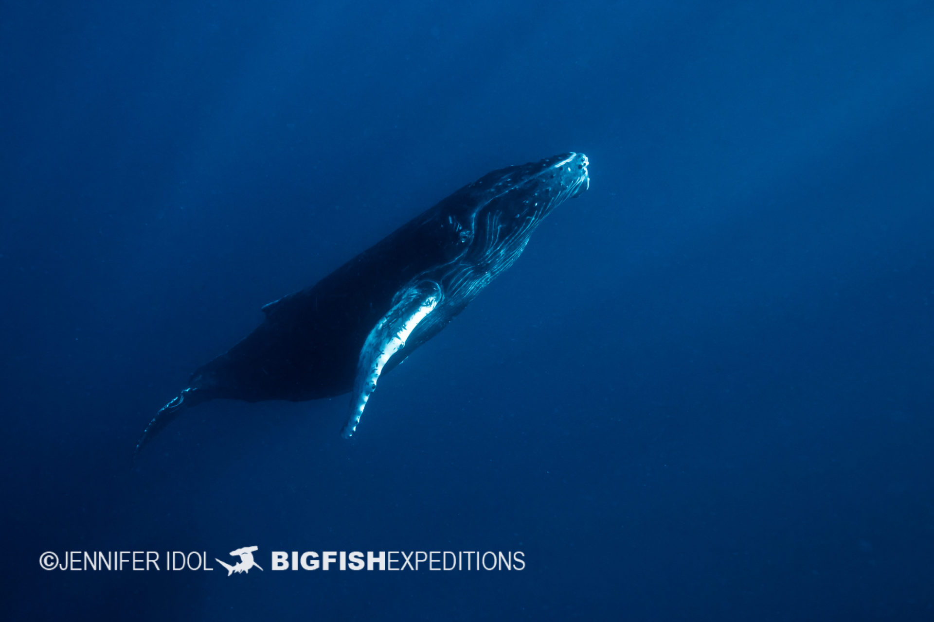 humpback calf ascending