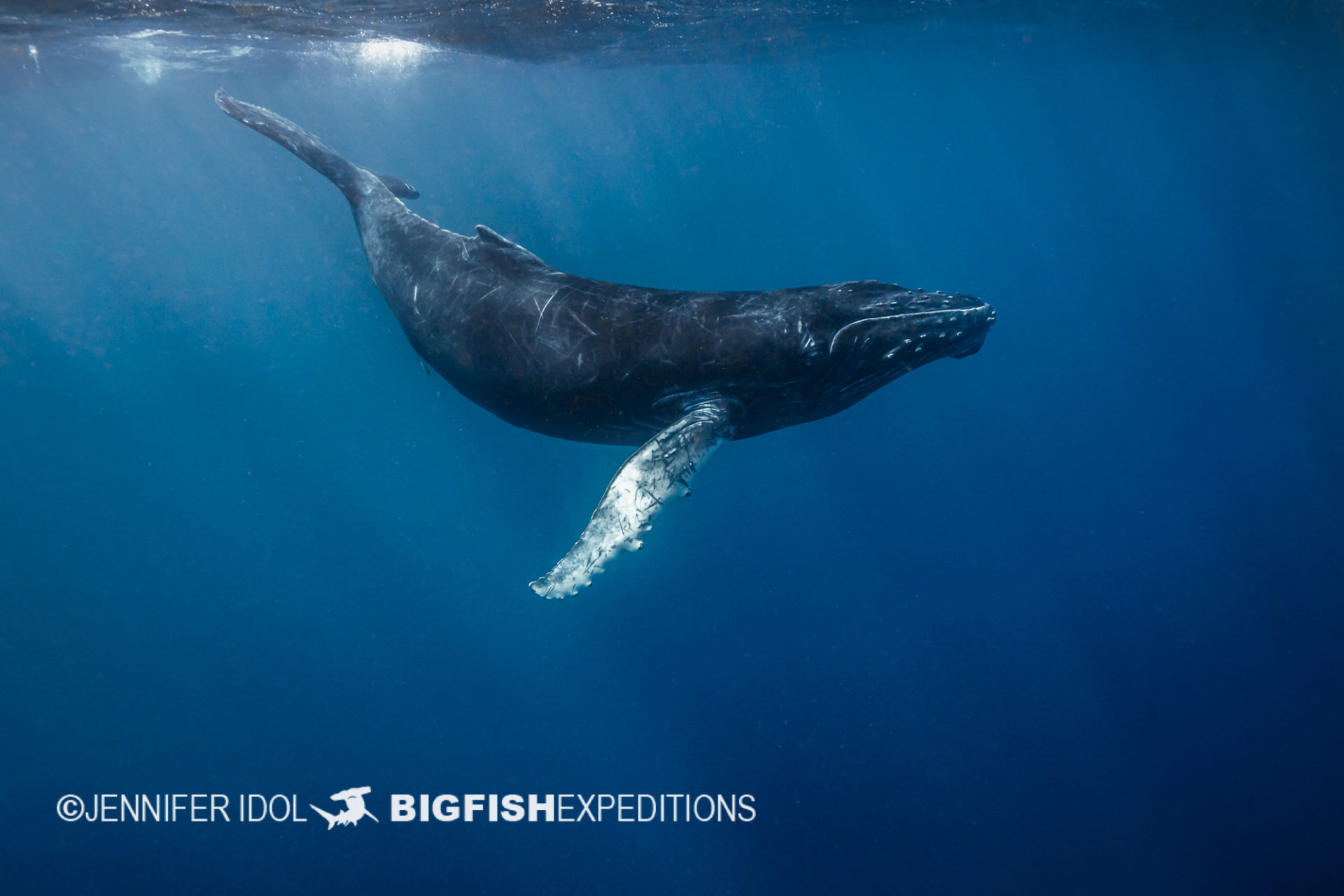 humpback calf