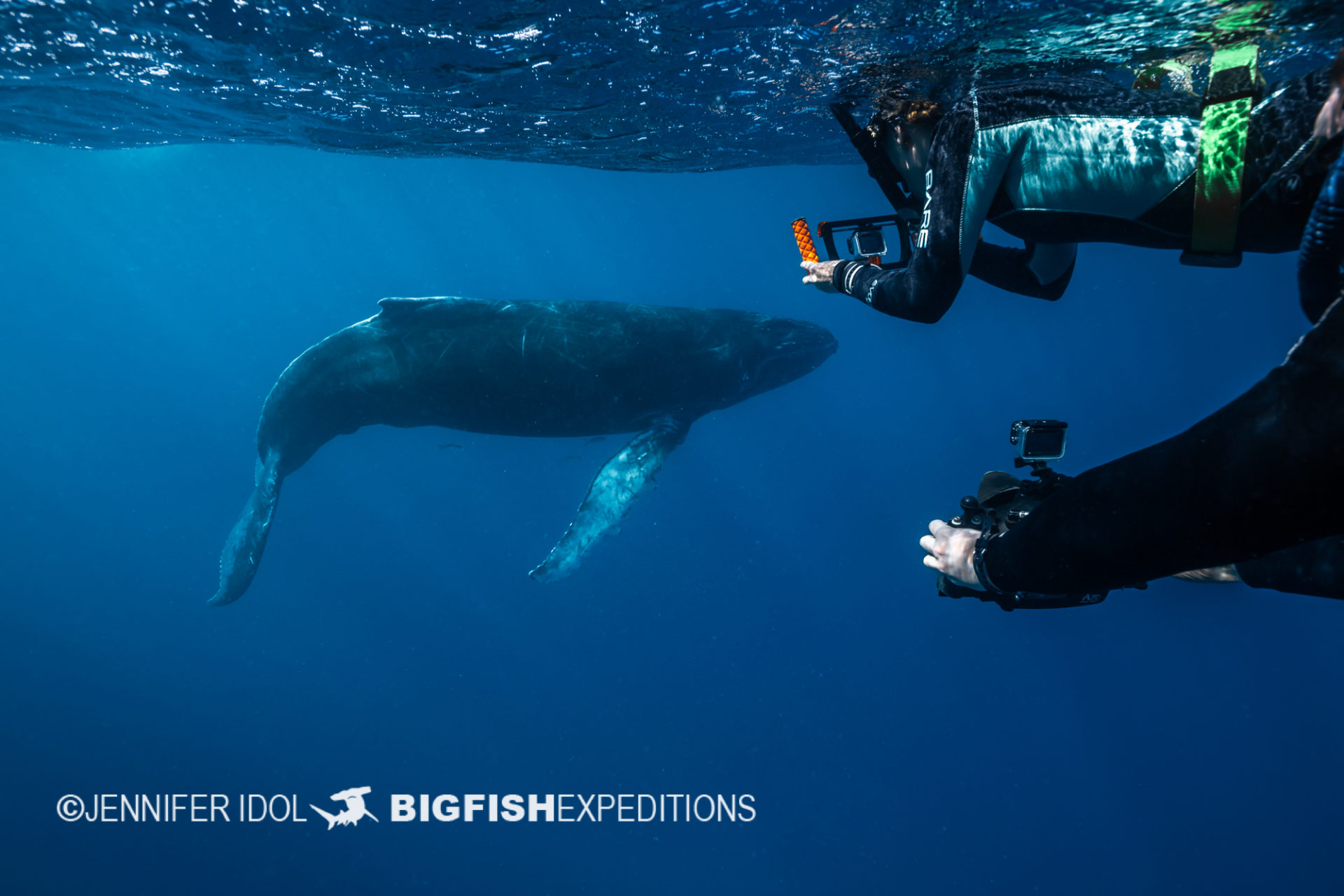 guests with humpback calf