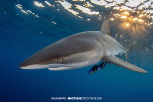 Silky Shark Snorkel at Sunset