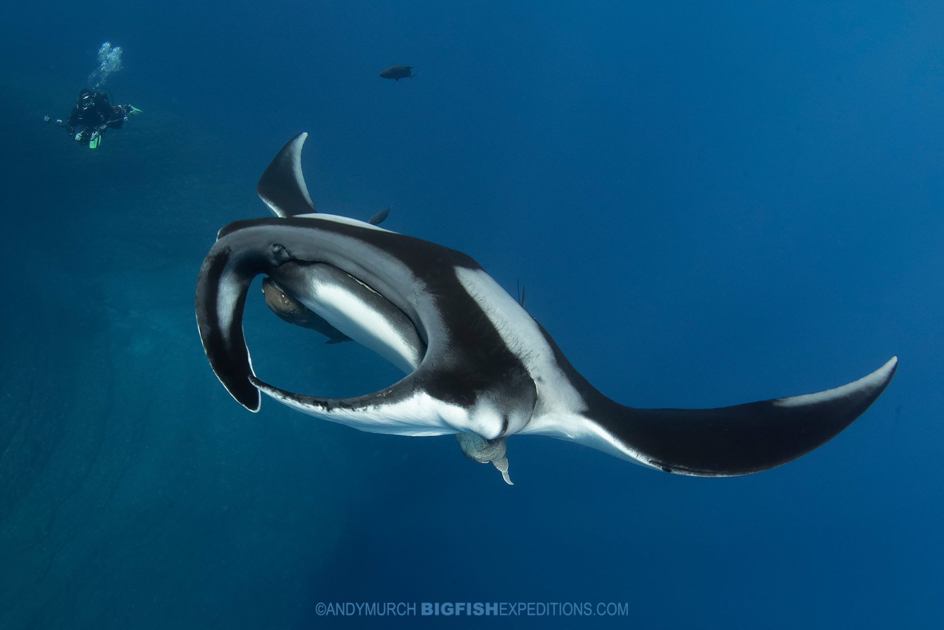 Manta and scuba diver at the boiler in Socorro