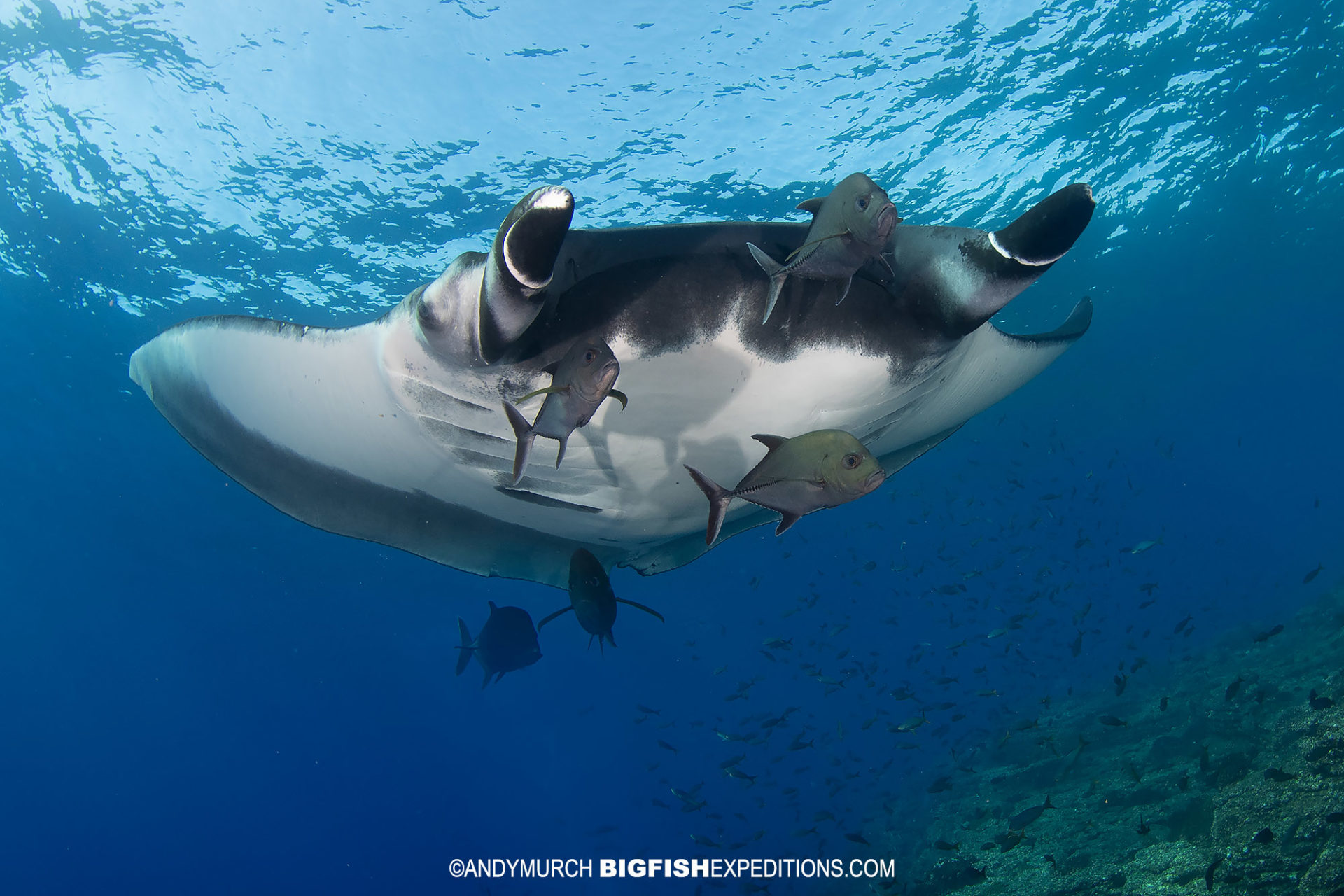 Socorro Manta Diving