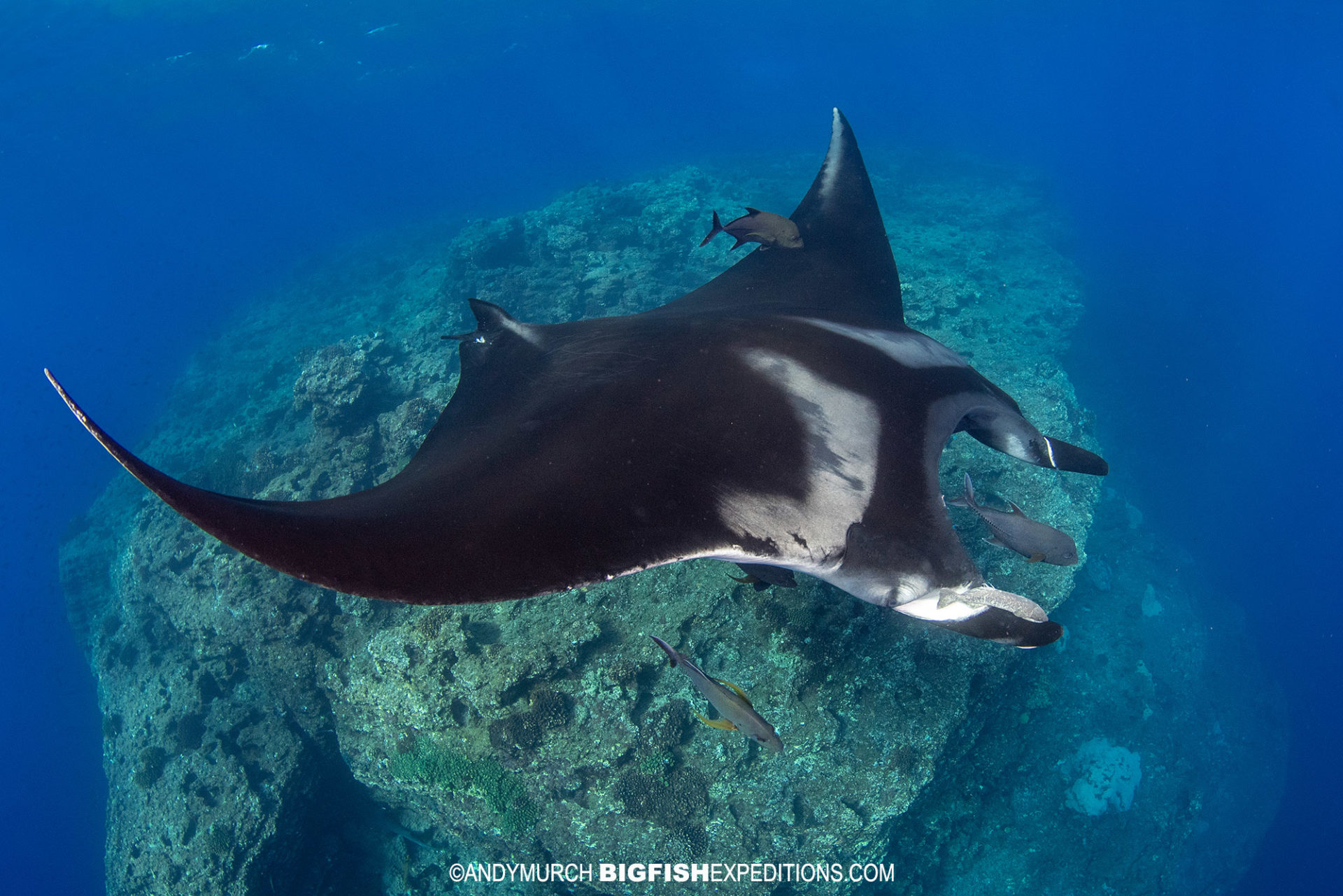 Manta diving at the boiler.