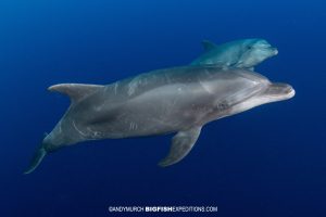 Diving with bottlenose dolphins at Socorro