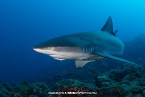 Galapagos Shark diving at Roca Partida in Socorro.