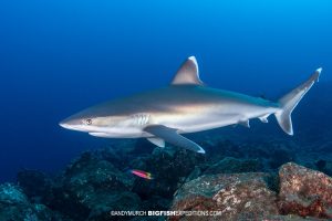 Silvertip Shark diving in Socorro