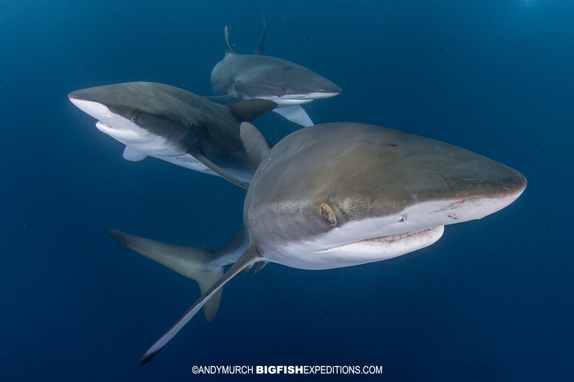 Diving with Silky Sharks in Socorro.