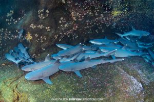 Whitetip Reef Sharks in Roca Partida, Socorro.