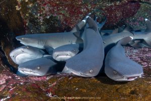 Whitetip Reef Sharks in Roca Partida, Socorro.